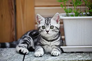 Concentration: Little silver tabby British Shorthair kitten in