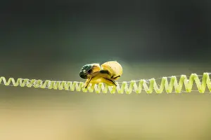 Spiral: Two little snails on a climbing plant