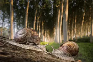 Crawl: Two little snails on a climbing plant