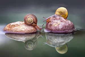 Crawl: Two little snails on rocks in water, Luzzara, Reggio