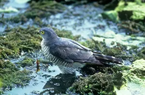 Sparrowhawks: Little Sparrowhawk