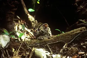 Dens: Little Spotted Cat - kitten in entrance to den