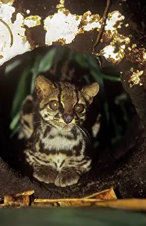 Tigrinus: Little Spotted CAT - sitting