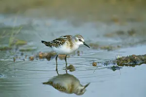 Stint: Little Stint