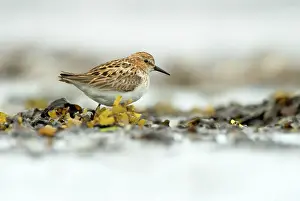 Xd6land: Little Stint