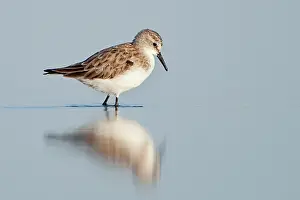 Stint: Little Stint