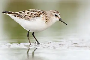 Knot: Little Stint