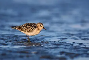 Wadden: Little Stint