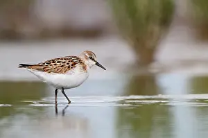 Wadden: Little Stint