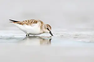 Wadden: Little Stint