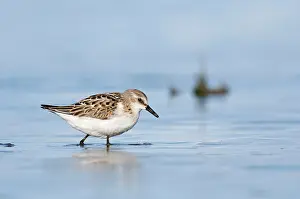 Wadden: Little Stint
