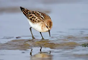 Wadden: Little Stint