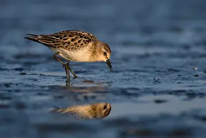 Wadden: Little Stint
