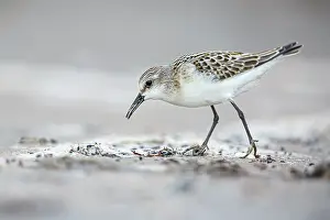 Stint: Little Stint (Calidris minuta) - feeding on Cantabric sea sh