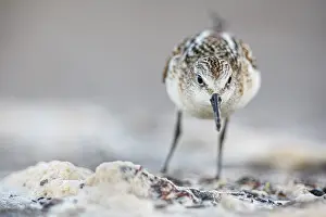 Stint: Little Stint (Calidris minuta) - feeding on Cantabric sea sh