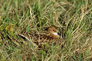 Stint: LITTLE STINT - IN GRASS