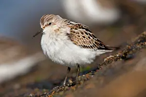 Pusilla: Little Stint - on the shore