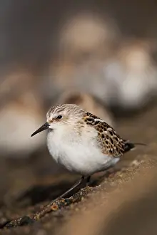 Pusilla: Little Stint - on the shore