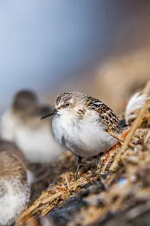Roosting: Little Stint - UK