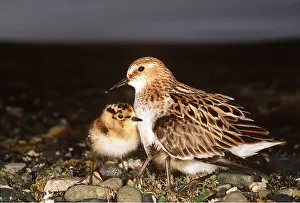 Stint: LITTLE STINT - warming its chicks