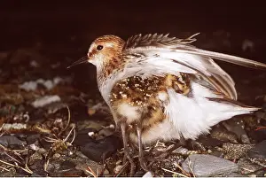 Stint: LITTLE STINT - Warming its chicks in tundra