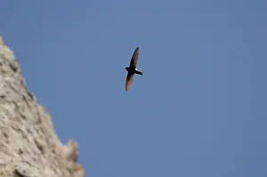 Swifts: Little Swift - in flight