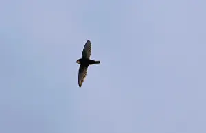 Swifts: Little Swift - in flight