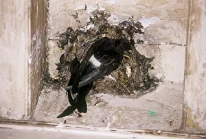 Swifts: Little Swift - at nest