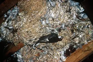Swifts: Little Swift - at nest
