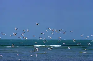 Maureen Brown: LITTLE TERN