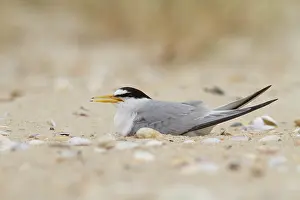 Seashell: Little Tern