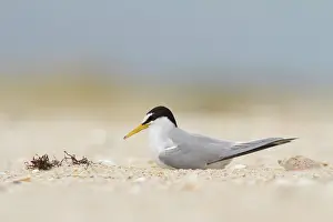 Seashell: Little Tern