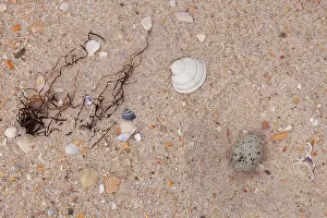 Seashell: Little Tern