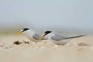 Seashell: Little Tern