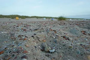 Sternula: Little tern
