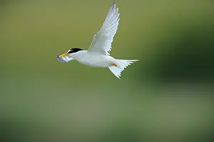 Terns: Little Tern