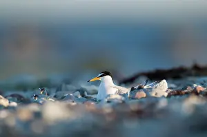 Sternula: Little Tern