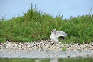 Terns: Little Tern