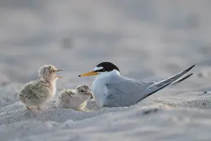 Sterna: Little Tern - adult female warming chick - Germany