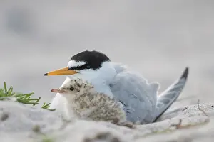 Sterna: Little Tern - adult female warming chick - Germany