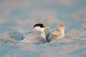 Sterna: Little Tern - adult female warming chick - Germany
