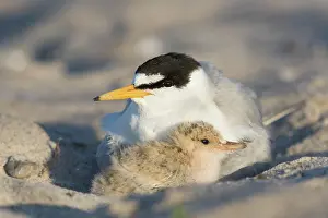 Sterna: Little Tern - adult female warming chick - Germany