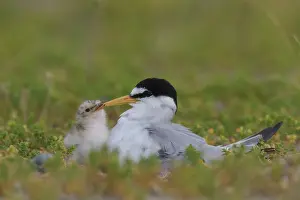 Sterna: Little Tern- adult tern with chick - Germany