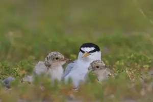 Sterna: Little Tern- adult tern with chicks - Germany