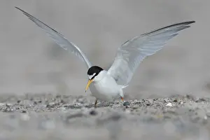 Sterna: Little Tern - adult tern flapping its wings - Germany