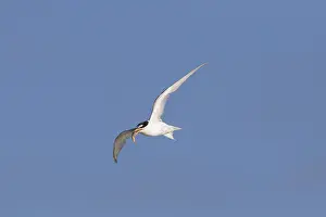 Sternula: Little Tern - adult tern in flight - Germany