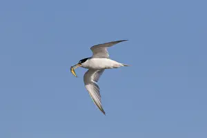 Sternula: Little Tern - adult tern in flight - Germany