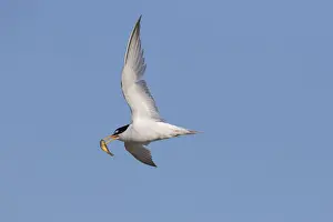 Sternula: Little Tern - adult tern in flight - Germany