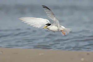 Sterna: Little Tern - adult tern in flight - Germany