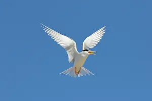 Sterna: Little Tern - adult tern in flight - Germany